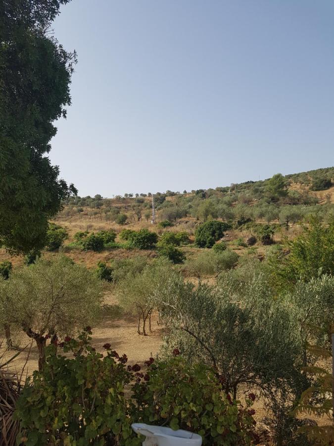 Amandolas كاسارابونيلا المظهر الخارجي الصورة