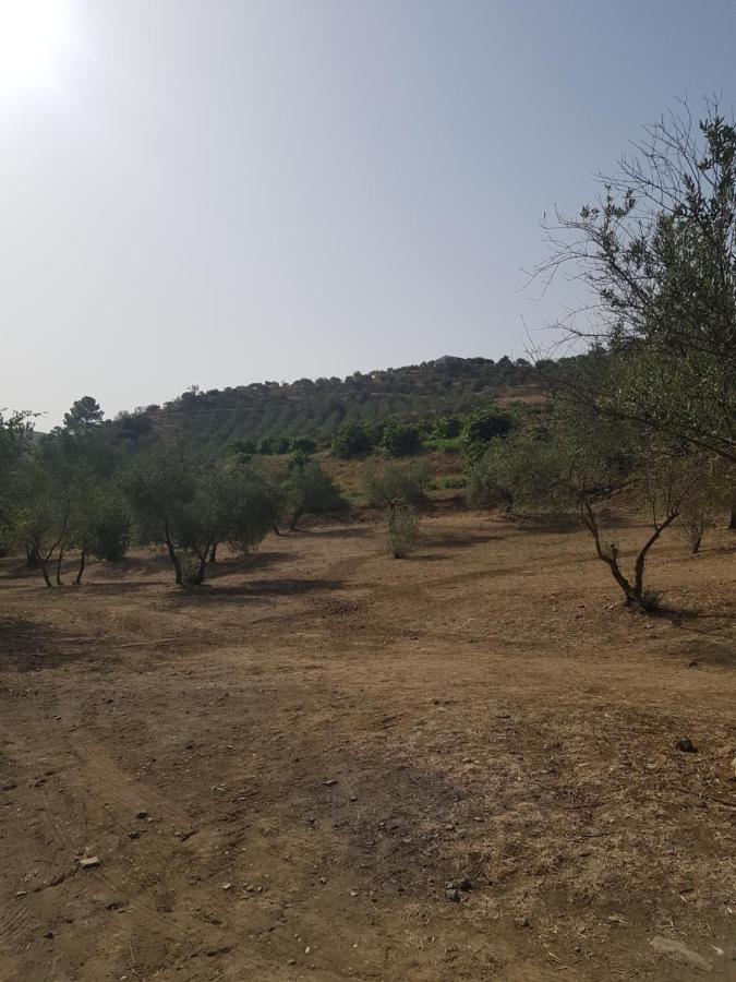 Amandolas كاسارابونيلا المظهر الخارجي الصورة